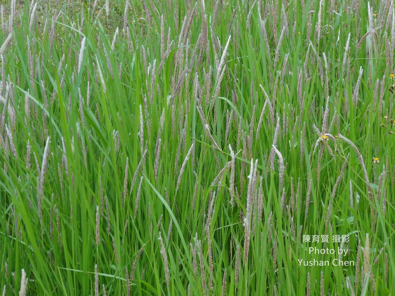 作者:陳育賢。白茅。典藏者:陳育賢。數位物件典藏者:臺灣生命大百科。創用CC 姓名標示-非商業性 4.0國際(CC BY-NC 4.0 International)。